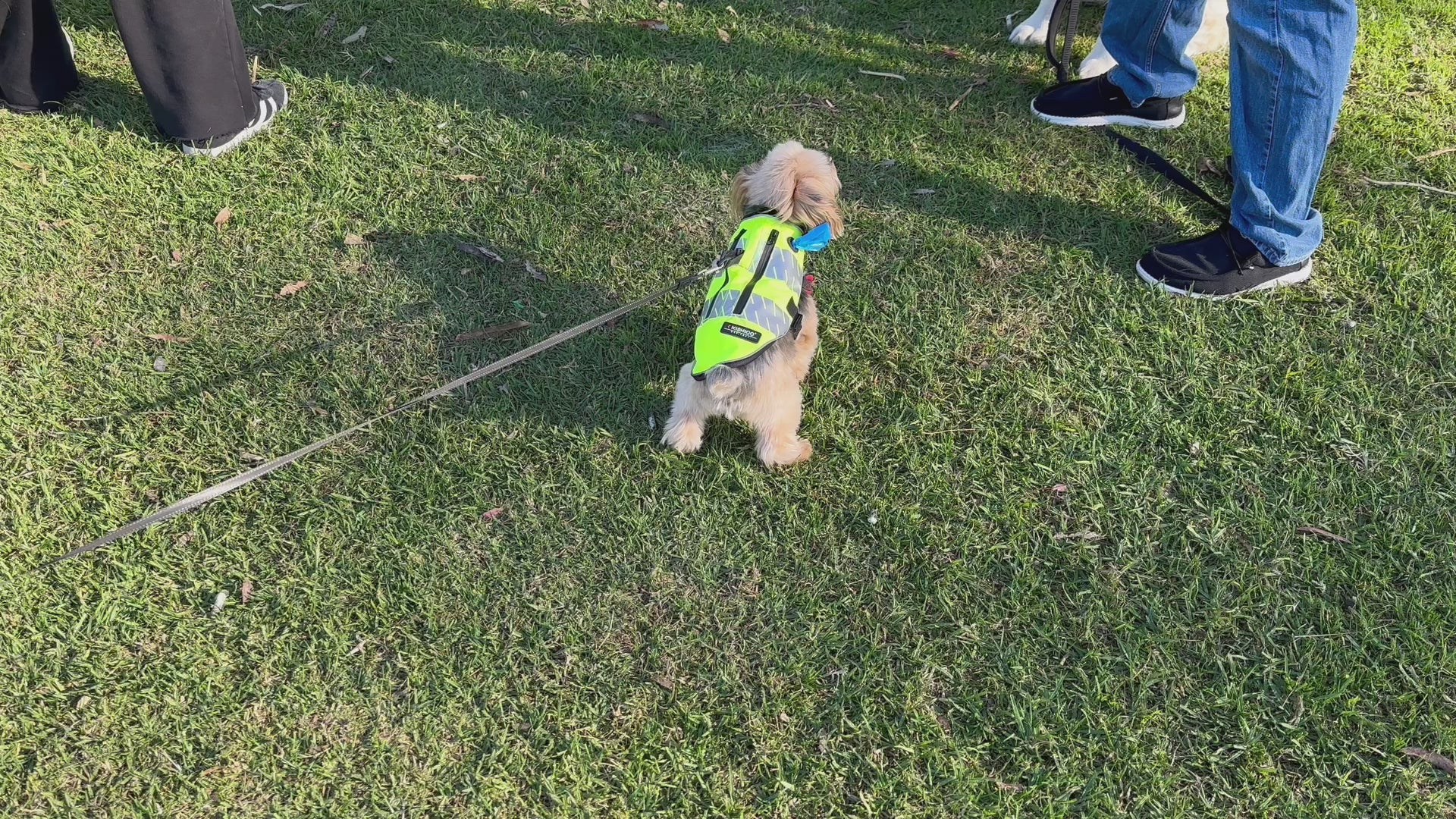 Kishigo High-Visibility Dog Vest