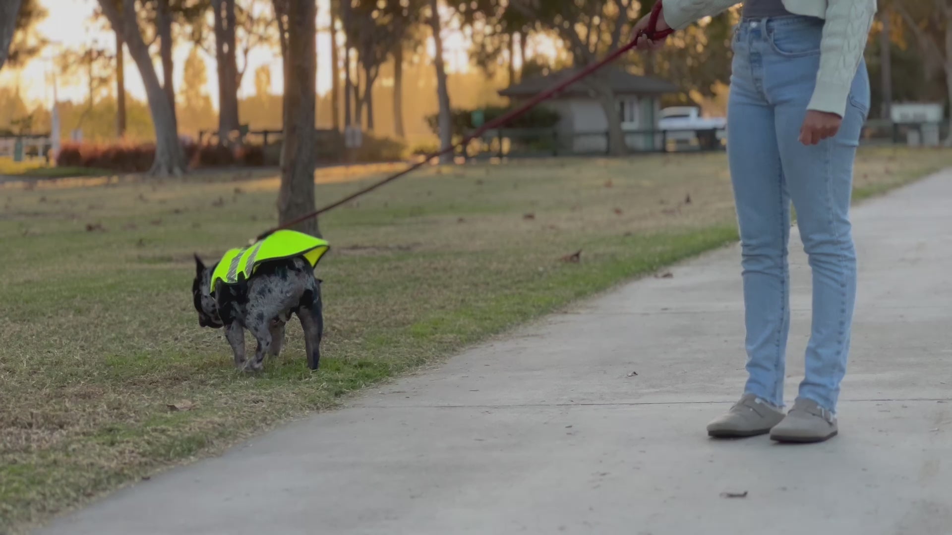 Kishigo High-Visibility Dog Vest
